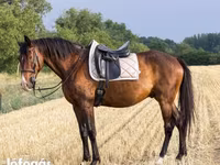 Hengst, Hungarian horse breed — Foto 3