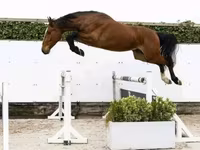 公马, Horses — 照片 2