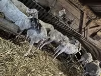 母羊, Sheep — 照片 6