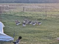 Geese — फ़ोटो 5