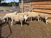 母羊, Sheep — 照片 6