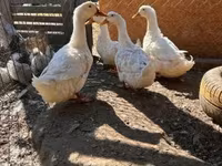 Ducks — photo 2
