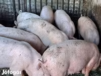 公猪, Pigs — 照片 3