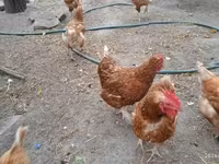 gallina danesa — foto 4