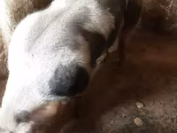 公猪, Пьетрен — 照片 2