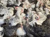 Chickens — 照片 7