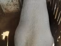 Säue, Schweine — Foto 5