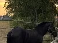 Horse (M), Horses — photo 3