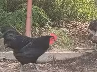 Australorp — foto 3