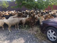 Kos, Juhok — 4. fotó