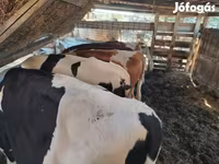 Bika, Holstein fajta — 4. fotó