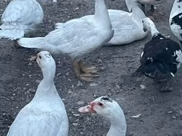 Ducks — Hongrie