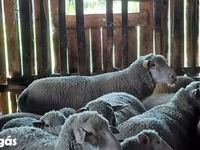 Kos, Ile-de-France sheep — 3. fotó