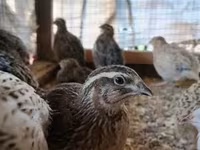 Quails — photo 1