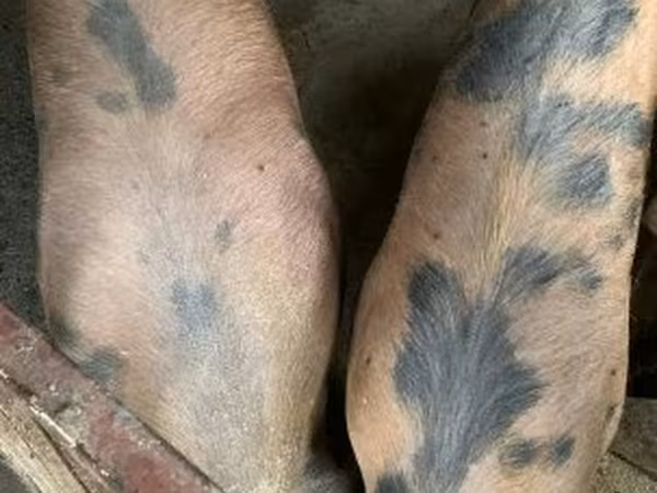 Pigs (batch, sex not specified),  — Hungary