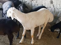 Bélier, Moutons — photo 2