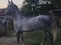 घोड़ा, Lipizzaner — फ़ोटो 6
