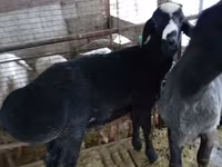 Kos, Blackheaded Persian sheep — 2. fotó