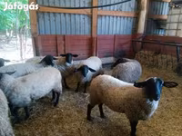 Schaf, White Suffolk sheep — Foto 2