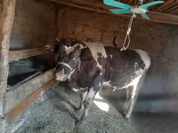 सांड, Russian Black pied cattle — फ़ोटो 8