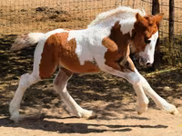घोड़ी, Gypsy horse — फ़ोटो 4