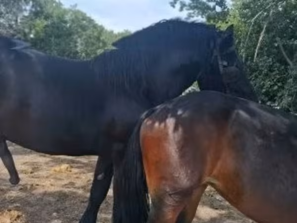 Klisna, Friesian — Maďarsko