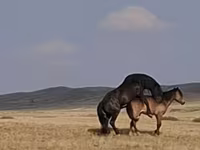 Hing, New Altai Horse — 4. fotó