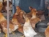 Chickens — फ़ोटो 4