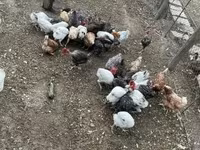 Chickens — 1. fotó