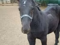 公马, Hungarian horse breed — 照片 3