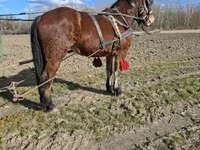 Yegua, Caballos — foto 8