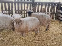 公羊, Racka sheep — 照片 5