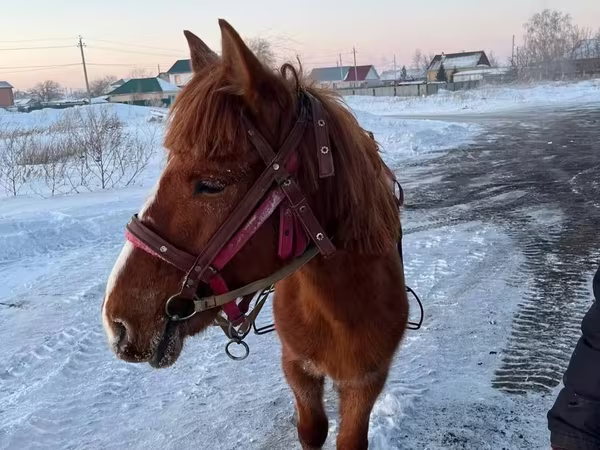 Hing, Kazakh horse