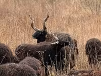 Schaf, Racka sheep — Foto 1