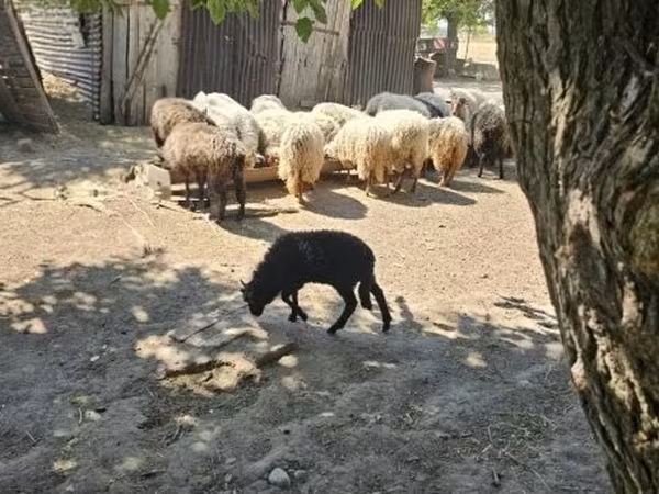 Қошқар, Racka sheep