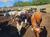 Бұқа, Simmental cattle — 2-сурет