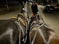 Mare, Nonius horse — photo 1
