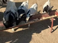 فرس, الخيول — الصورة 7