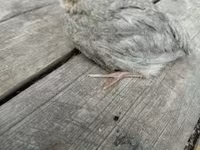 Quails — 6-сурет