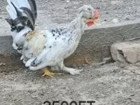 Chickens — फ़ोटो 2