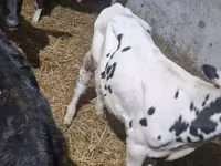 Býk, Russian Black pied cattle — foto 8