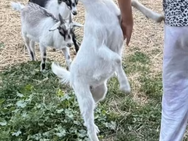 Goat, Goats
