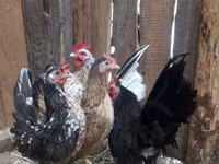 Bantam japonesa — foto 4