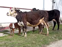 गाय, Simmental cattle — फ़ोटो 2