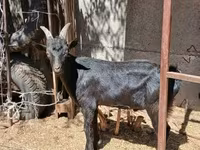 Bak, Alpine goat — 4. fotó