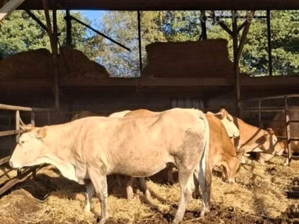 Tehén, Blonde d’Aquitane cattle