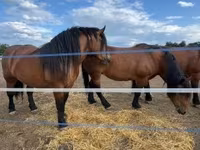 母马, Horses — 照片 6