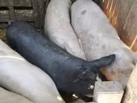 母猪, Pigs — 照片 4