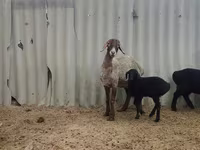 Juh, Arashan sheep — 5. fotó