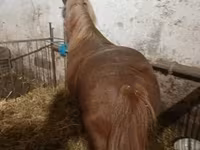 公马, Horses — 照片 1